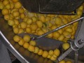 Biolea Lemoni extra virgin olive oil, traditionally cold-pressed using stone mills with lemons, PDO Chania, 250ml, organic