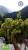 Greco gojnik from Olympus (sideritis scardica) 20g ORGANIC – image 3