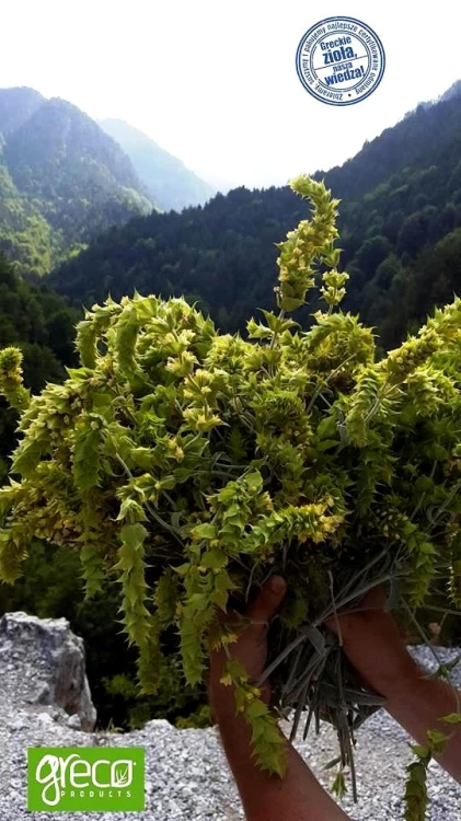 Greco gojnik from Olympus (sideritis scardica) 20g ORGANIC – image 3