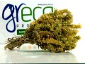 Greco gojnik from Olympus (sideritis scardica) 20g ORGANIC