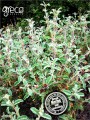 Greco rockrose (Cistus incannus) 25g ORGANIC