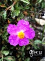 Greco rockrose (Cistus incannus) 25g ORGANIC