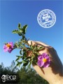 Greco rockrose (Cistus incannus) 25g ORGANIC