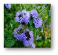Greco mint (Mentha spicata) 20g ORGANIC