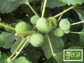 Greco Dried Figs 500g ORGANIC sale BB.03.2026