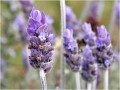 Greco lavender (lavandula angusifolia) 20g ORGANIC