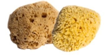 Natural Honeycomb Sea Sponge 14-15.5cm