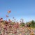 Madara by Tofillo Dittany of Crete (Origanum dictamnus) 22g – image 3
