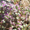 Madara by Tofillo Dittany of Crete (Origanum dictamnus) 22g