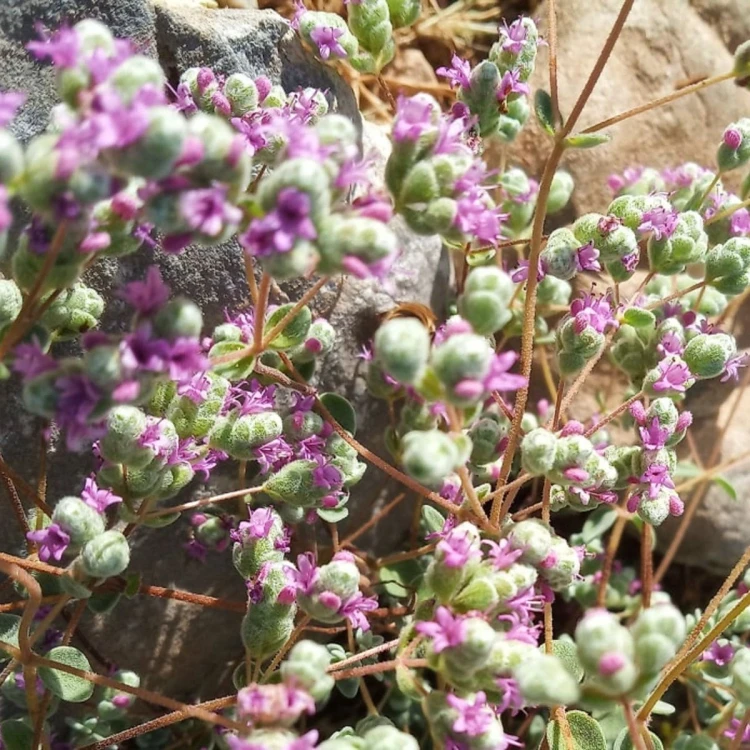 Madara by Tofillo Dittany of Crete (Origanum dictamnus) 22g – image 4