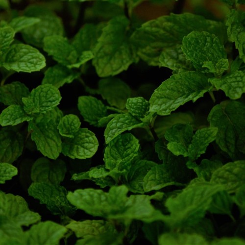 Madara by Tofillo Wellness Herbal Mixture Mint & Aladdin 22g – image 4