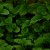 Madara by Tofillo Wellness Herbal Mixture Mint & Aladdin 22g – image 4