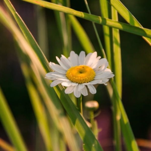 Madara by Tofillo Harmony Herb Mix Louisa & Chamomile 22g – image 4