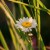 Madara by Tofillo Harmony Herb Mix Louisa & Chamomile 22g – image 4