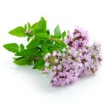 Soria Natural essential oil oregano 15ml