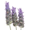 Soria Natural essential oil lavender 15ml