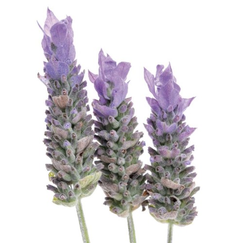 Soria Natural essential oil lavender 15ml – image 2