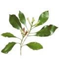 Soria Natural essential oil clove 15ml