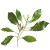 Soria Natural essential oil clove 15ml – image 2