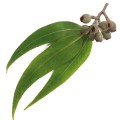 Soria Natural essential oil eucalyptus 15ml