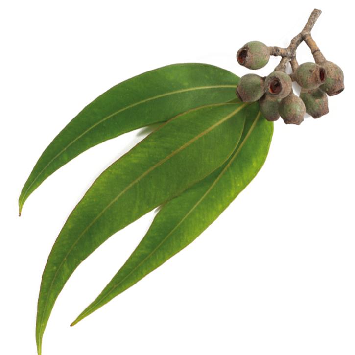 Soria Natural essential oil eucalyptus 15ml – image 2