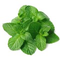 Soria Natural essential oil peppermint 15ml