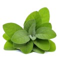 Soria Natural Sage Oil 15ml