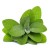 Soria Natural Sage Oil 15ml – image 2