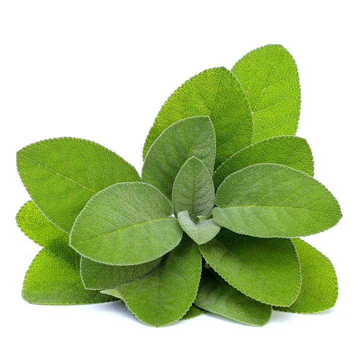 Soria Natural Sage Oil 15ml – image 2
