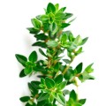 Soria Natural Thyme Oil 15ml