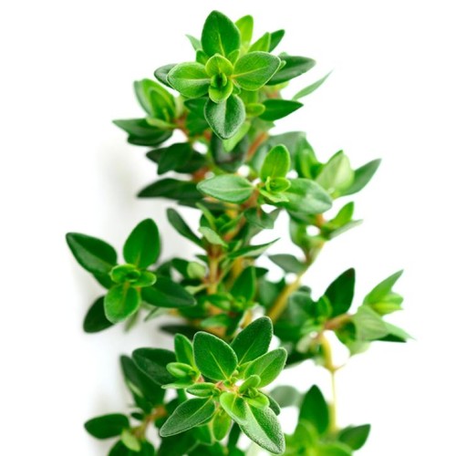 Soria Natural Thyme Oil 15ml – image 2