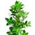 Soria Natural Thyme Oil 15ml – image 2