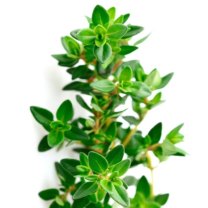 Soria Natural Thyme Oil 15ml – image 2