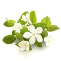 Soria Natural essential oil bitter orange 15ml