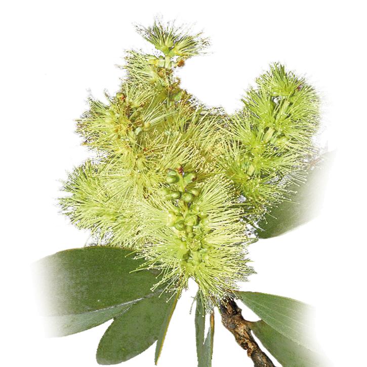 Soria Natural Niaouli Oil 15ml Sale BB.08.2026 – image 2