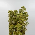 Madara by Tofillo Oregano (Origanum vulgare) 30g (1)