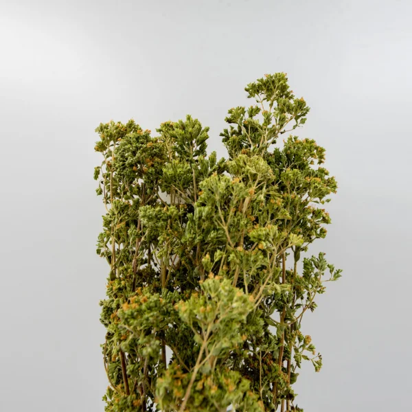 Madara by Tofillo Oregano (Origanum vulgare) 30g (1) – image 3