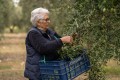 Pangaea extra virgin olive oil, early harvest Agoureleo 500ml ORGANIC