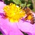 Madara by Tofillo Cretan Kistos – Ladania (cistus creticus) 30g – image 3