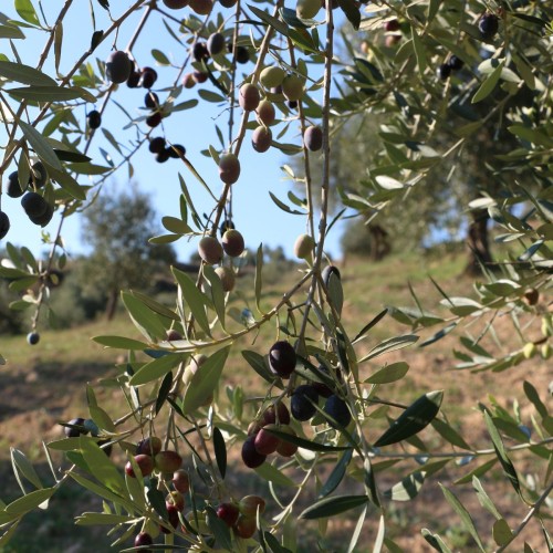 Olive Poem A Drop of Health – previous edition, replaced in season 25/26 by Drop of Art (Gold – excellent results) – image 3