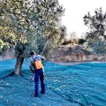 Olive Poem "A Drop of Health" – previous edition, replaced in season 25/26 by Drop of Art (Gold – excellent results)