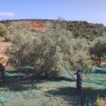 Olive Poem "A Drop of Health" – previous edition, replaced in season 25/26 by Drop of Art (Gold – excellent results)