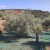 Olive Poem A Drop of Health – previous edition, replaced in season 25/26 by Drop of Art (Gold – excellent results) – image 5
