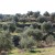Olive Poem A Drop of Health – previous edition, replaced in season 25/26 by Drop of Art (Gold – excellent results) – image 7