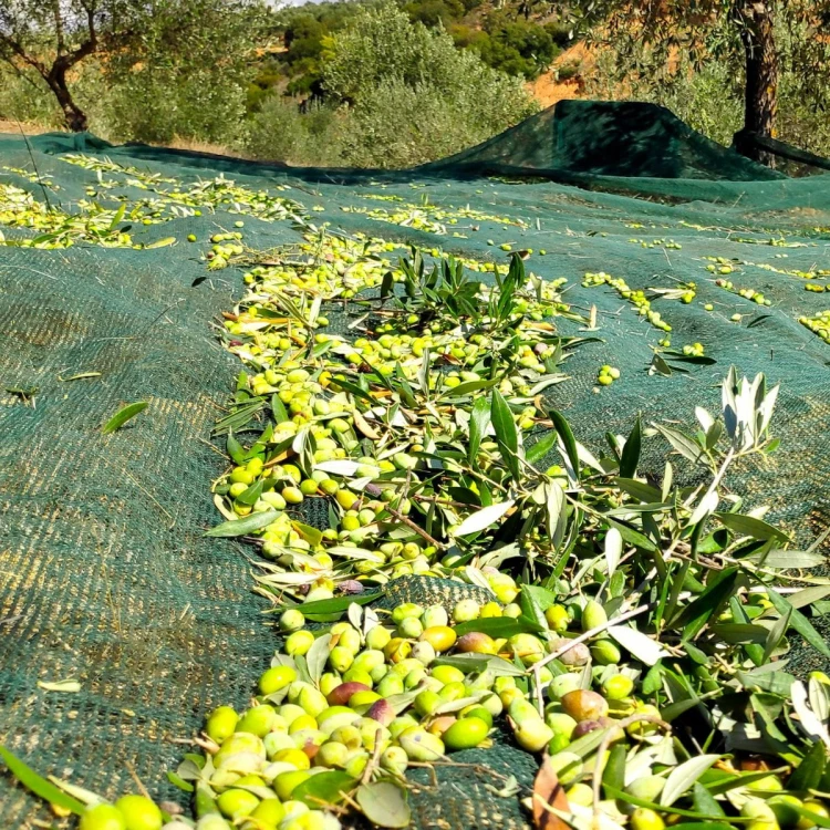 Olive Poem A Drop of Health – previous edition, replaced in season 25/26 by Drop of Art (Gold – excellent results) – image 8