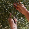 Greco  EVOO 500ml BIO