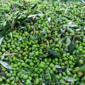 Potolo extra virgin olive oil Kissamos (regenerative agriculture) 500ml ORGANIC