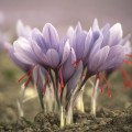 Krocus Kozanis saffron - 0.5g BIO