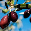 ABEA  EVOO Minoan 5L Season sale BB.08.2025