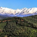 ABEA  EVOO Minoan 5L Season sale BB.08.2025